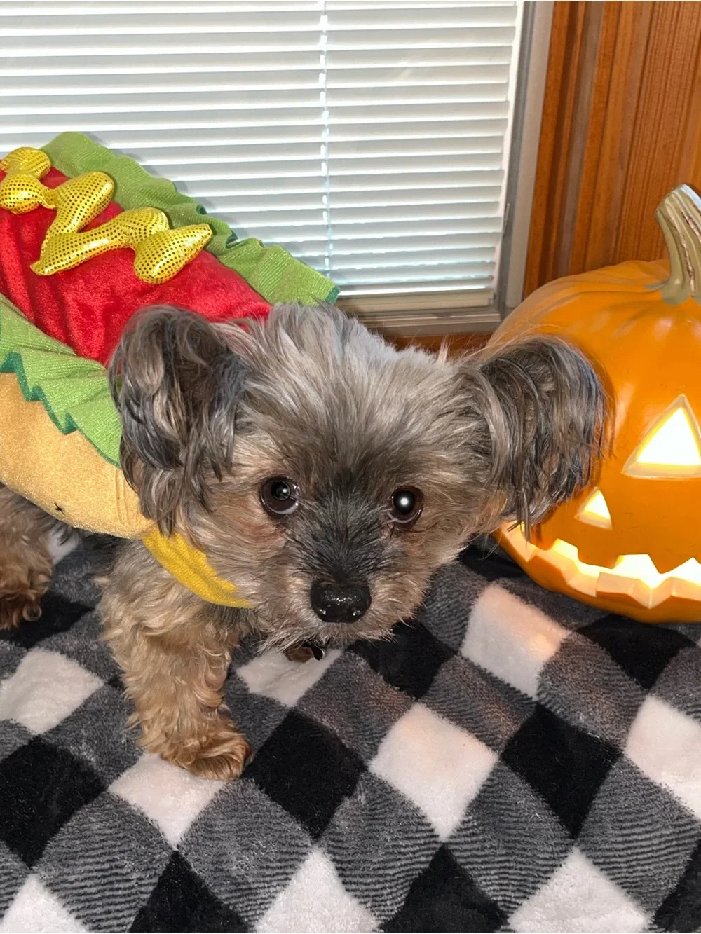 Hot dog, dog costume- small dogs